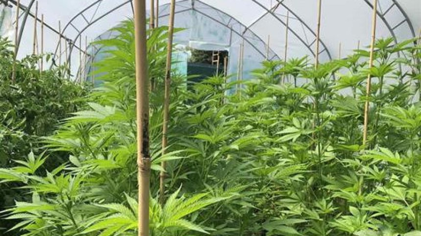 МВР удари наркосборища, някои край училища, задържа дилъри и над 50 кг дрога