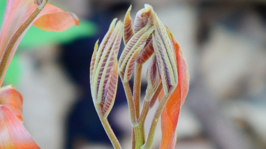 Цикорията - няколко неочаквани ползи за тялото ни