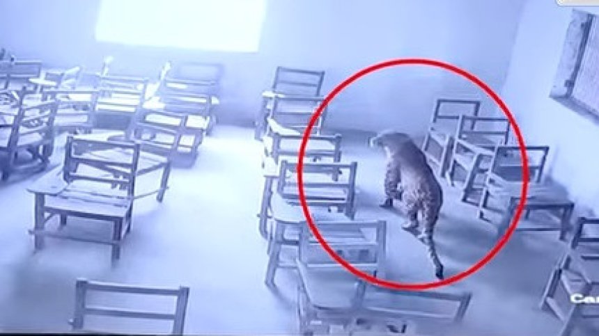На косъм от смъртта: Леопард нападна ученик в класна стая в Индия (+ВИДЕО)