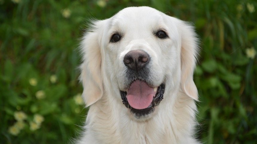 Куче преследва линейка в Истанбул, в която била стопанката му