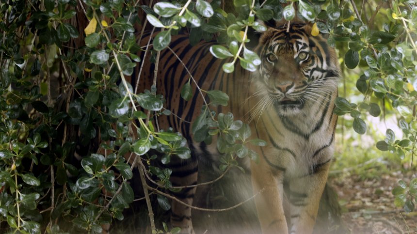 Трагедия в САЩ: Дресьор на тигри е убит от едно от животните