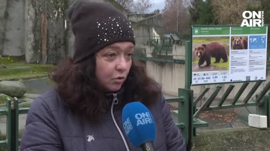 Човешка намеса кара все повече мечки да не спят зимен сън и да се разхождат