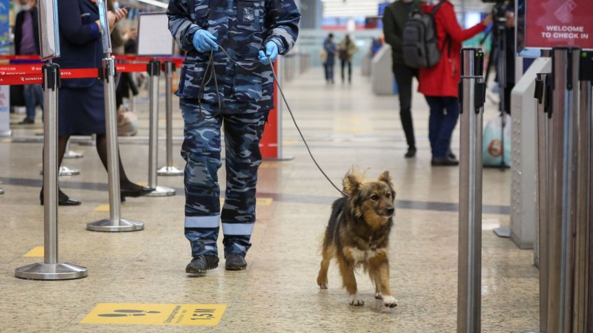 Полицейски кучета ще дебнат за пътници с Ковид-19 в Румъния