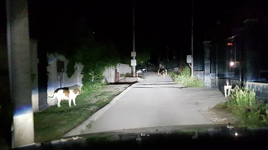 Варненци пропищяха от агресивни бездомни кучета