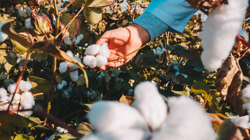 Памукови полета в Украйна в основата на барут за фронта