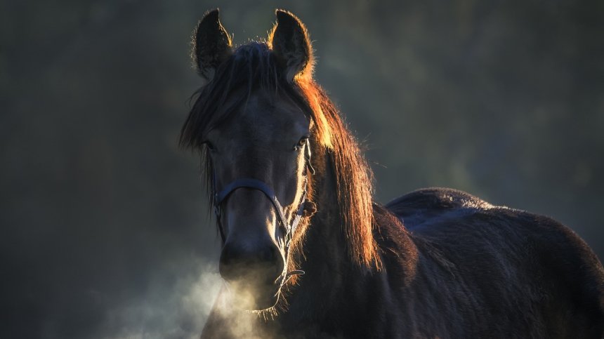 Лекари се борят за живота на дете, изритано от кон в главата