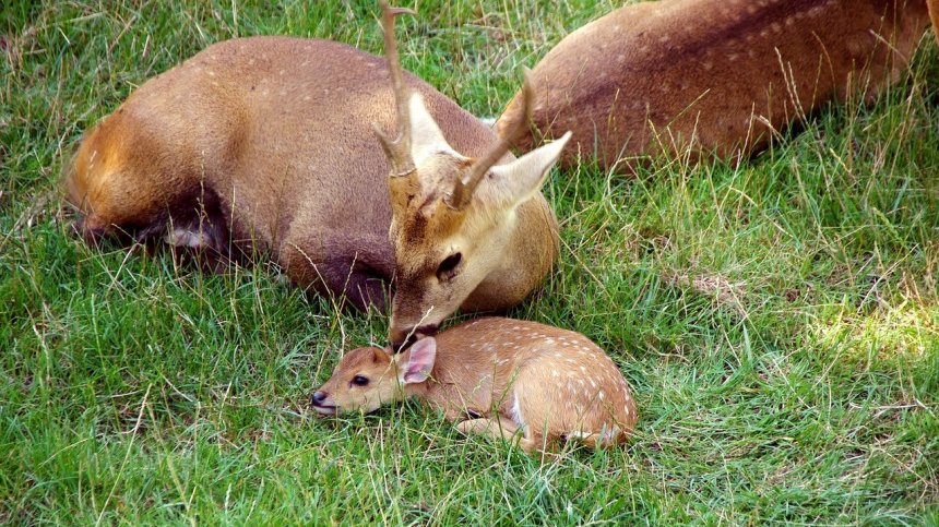 Какво да не правим, ако се натъкнем на сърнета и еленчета в гората