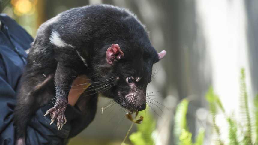 След 3000 г.: Тасманийският дявол се завръща в Австралия