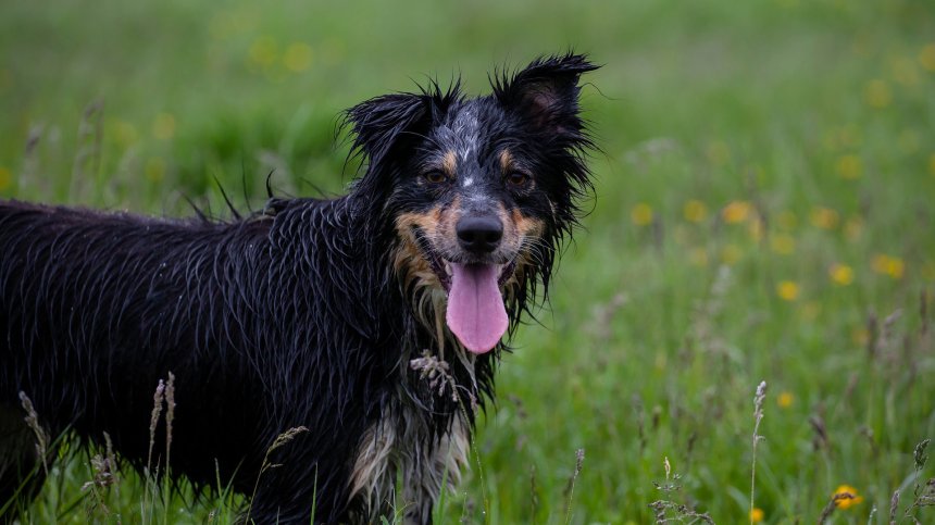 Експерт: Не разхождайте куче по време на гръмотевична буря!