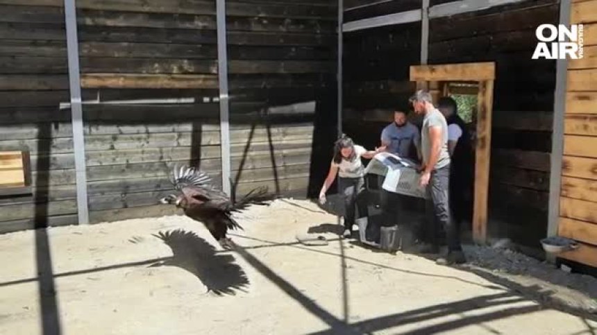 Бракониери убили застрашен вид лешояд край Харманли