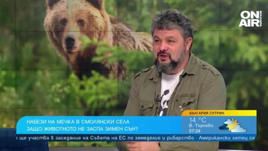 Мечка тормози няколко села, гладницата изяде 4 телета и крава в Смолянско