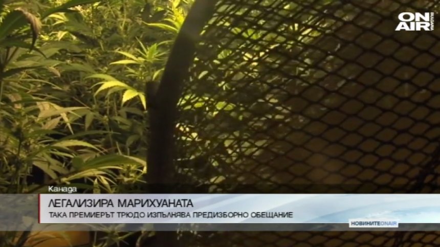 Канада легализира напълно употребата на марихуана