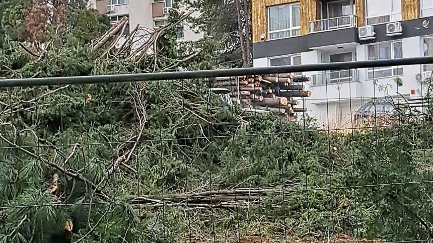 72 кипариса отсякоха в частен имот в Стара Загора. Законно ли е?