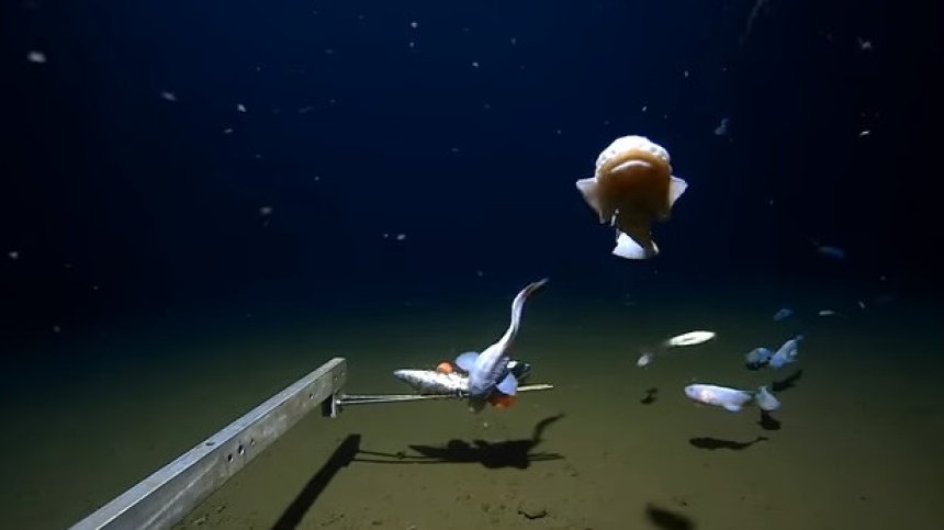 Рекорд: Учени заснеха риба на 8 336 метра дълбочина (+ВИДЕО)