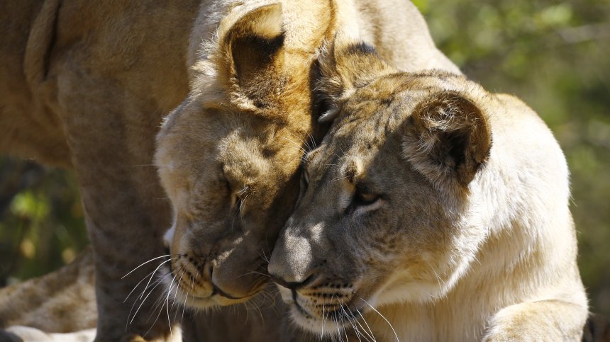 Честваме Световния ден за защита на животните