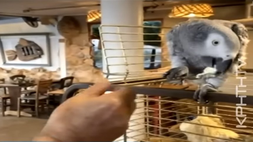 80-годишен папагал в Крит яде дзадзики и сервира алкохол на туристи (+ВИДЕО)