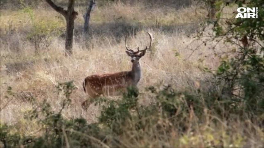 Еленът лопатар, спасен от Bulgaria ON AIR, вече си има име
