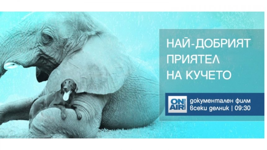 Приятелствата на кучето с други животни - в нова документална поредица по Bulgaria ON AIR