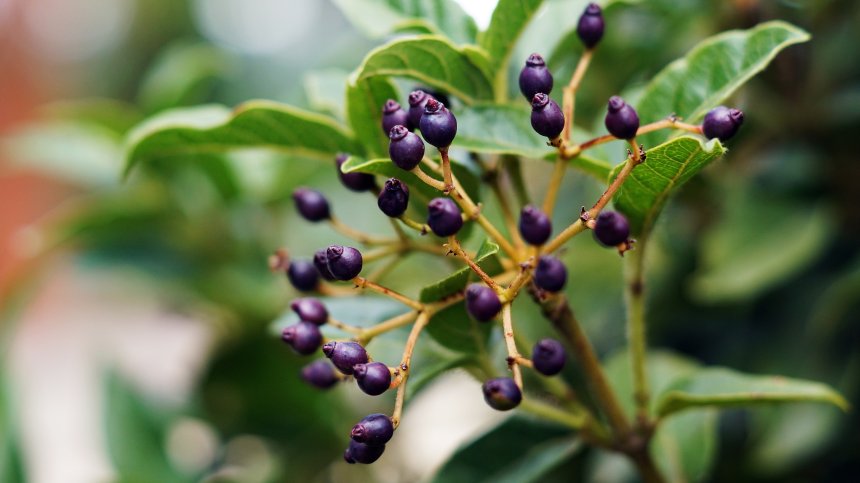 Пет билки за силна имунна система