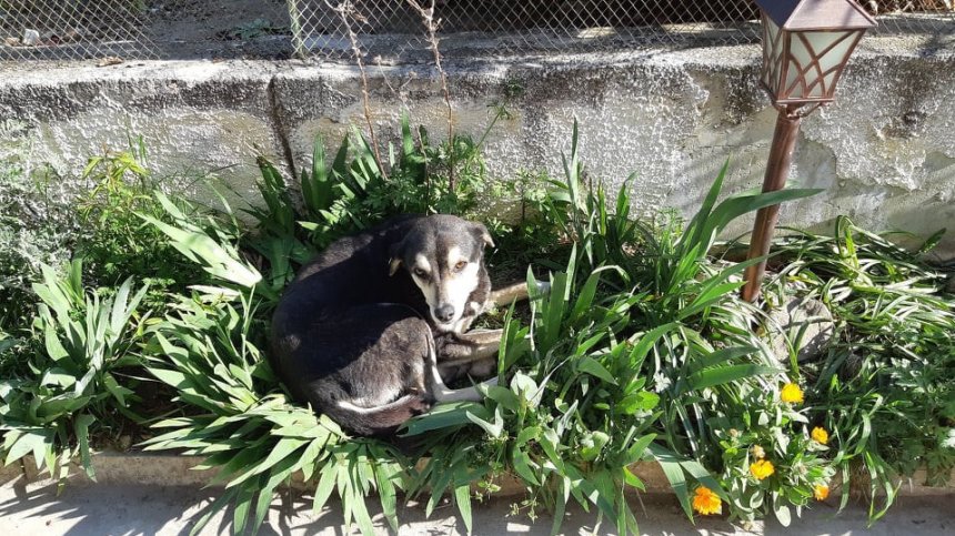 Helpbook: Агресивно куче, нападнало дете, е на свобода във Варна