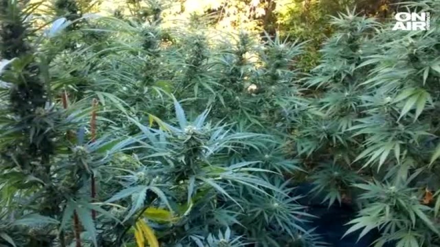 Видеокадри от Обиколката на Испания разкриха плантация с марихуана