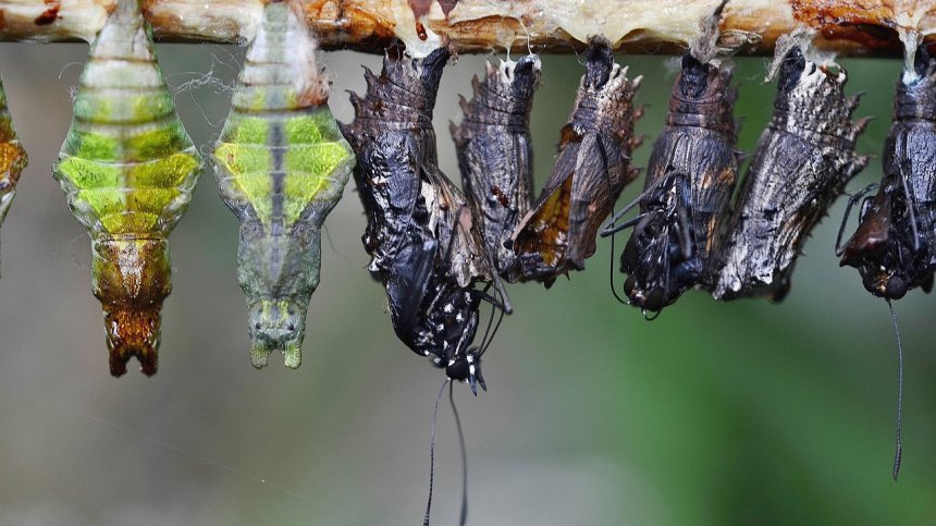 Микробиолог от БАН: Не е доказано, че протеинът от насекоми е безопасен за хората