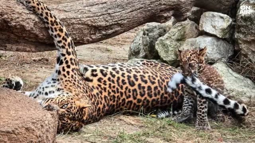 Награди за авторите на най-красивите снимки на леопардите Киара и Вики