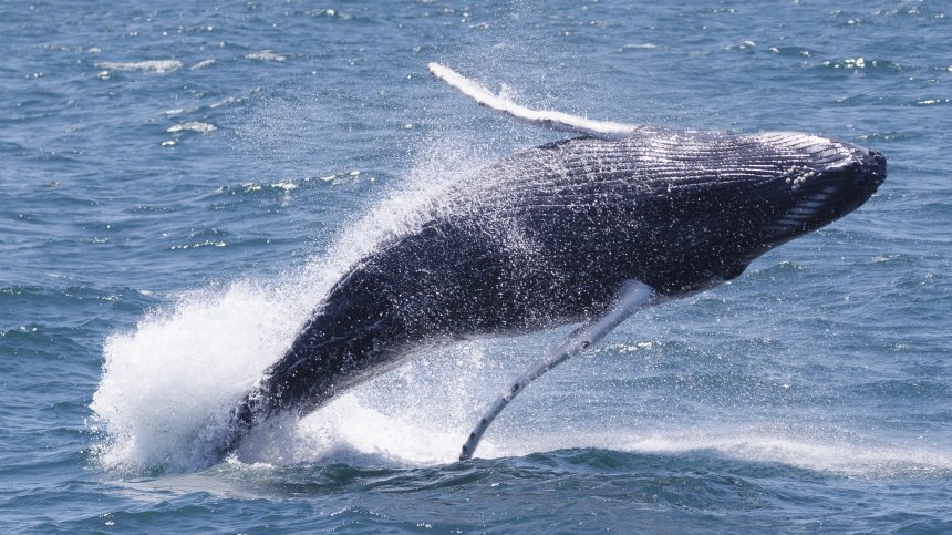 Япония засилва лова на китове