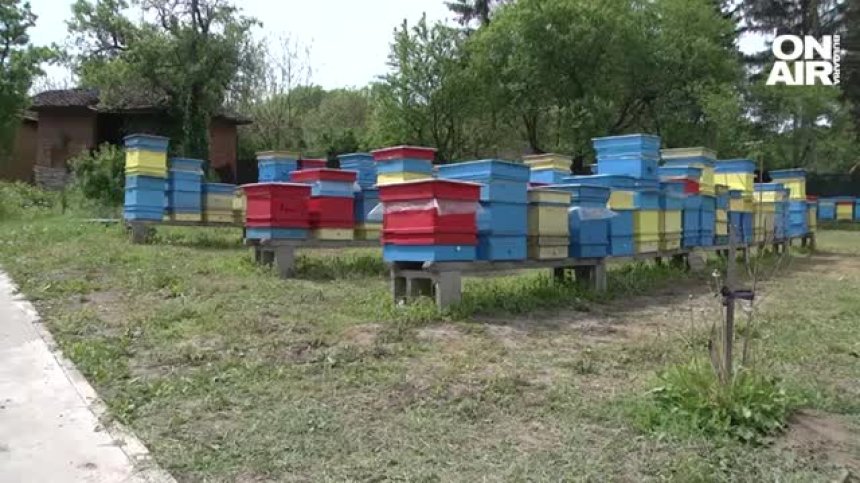 Проучване: Разрастването на земеделието и градовете убива пчелите