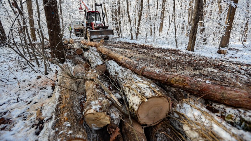Десетки протестират пред Столичната община срещу сечта в Борисовата градина