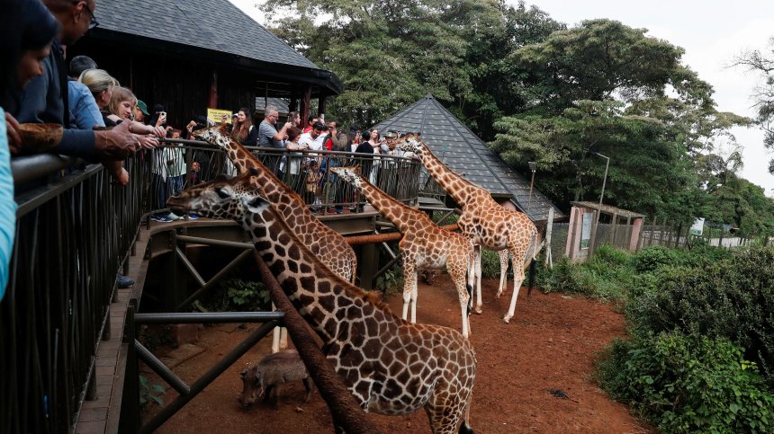 Центърът за жирафи в Найроби привлича хиляди туристи (СНИМКИ)