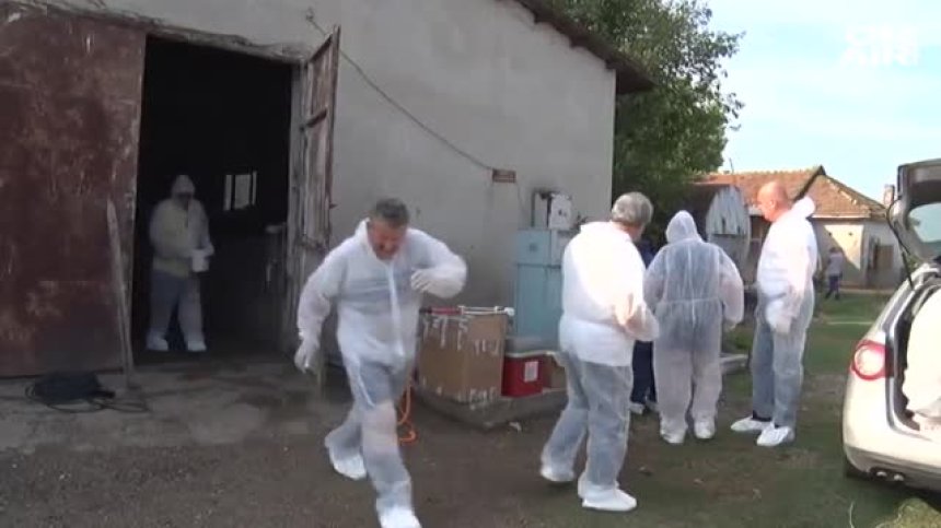 Проверки за неумъртвени прасета в стопанства в Плевенско