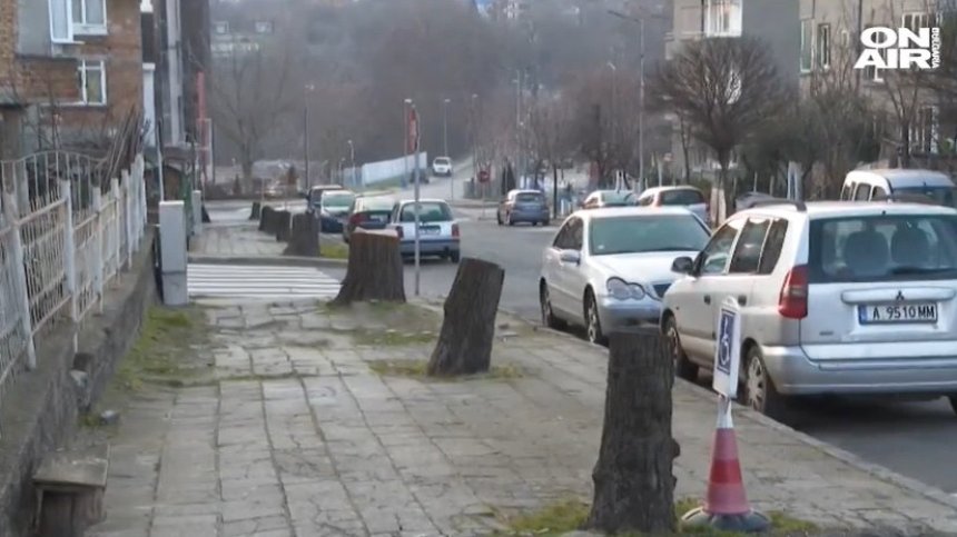 Унищожиха 40-годишни липи в Царево. Превръщат мястото в "синя зона"?