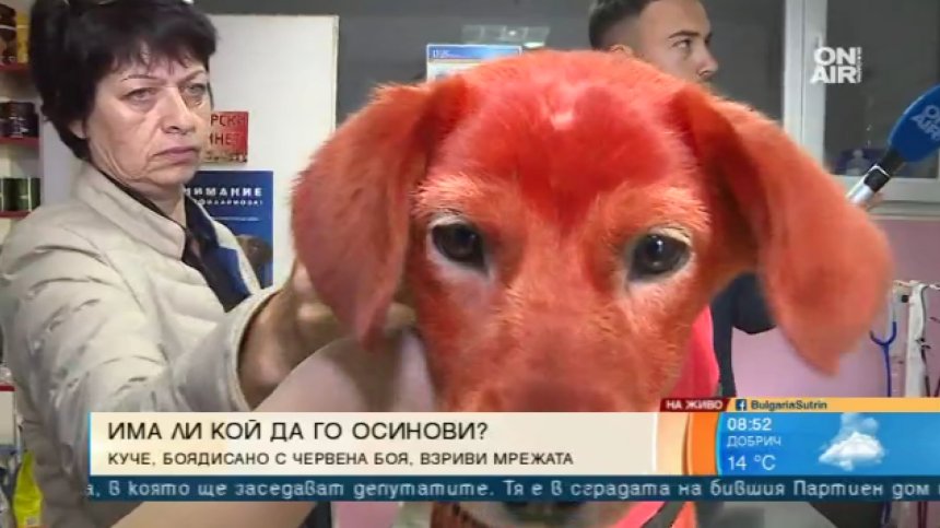 Роми боядисали куче с червена боя: Доброволци го спасиха!