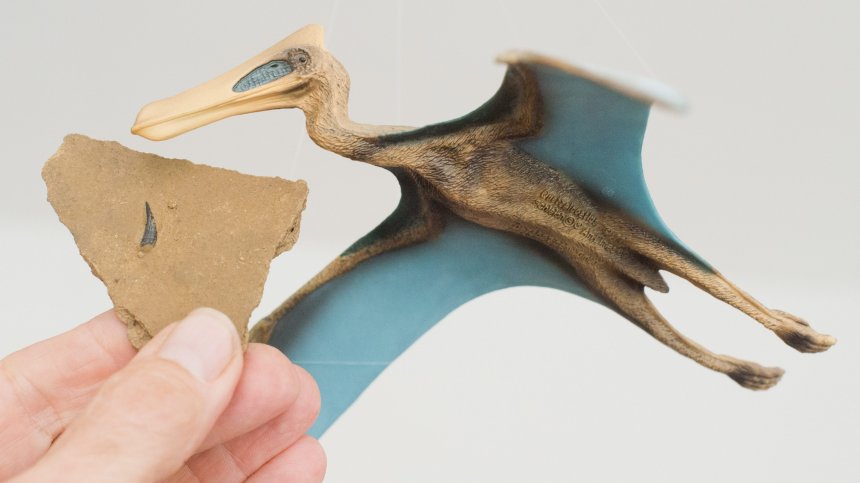 Учени откриха гробище от запазени кости от птерозаври в Чили