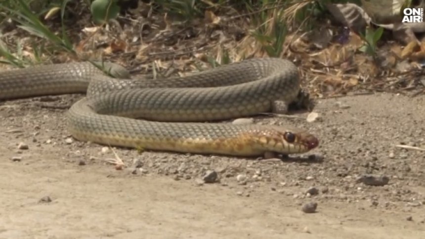 Страхът е повече от отровата: Сигнали за змии в градовете, опасни са само два вида