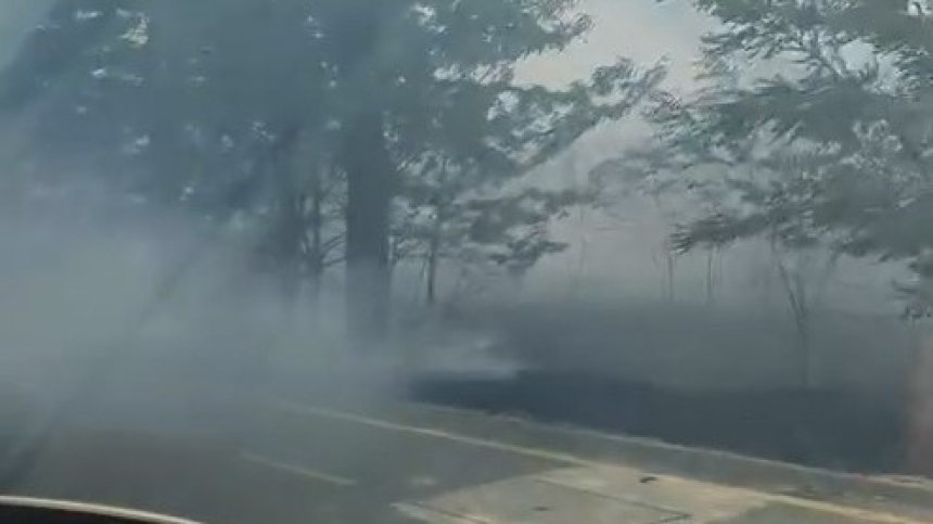 Пламна борова гора в Бургаско, заради вятъра огънят се разраства бързо (+ВИДЕО)