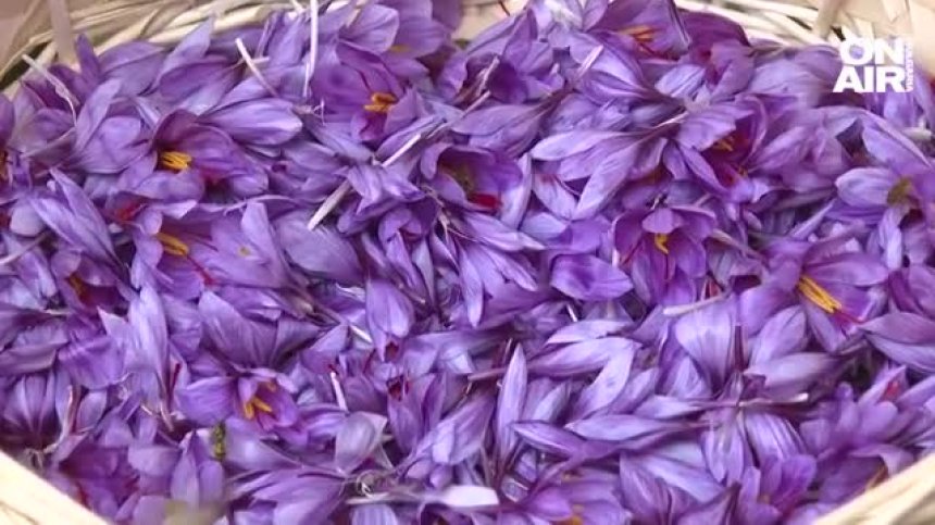 Подправката на боговете: Има ли място за търговия с шафран в България?