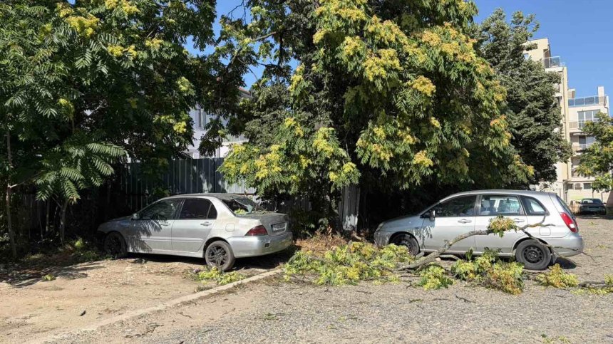 Дърво рухна върху кооперация в центъра на Пловдив