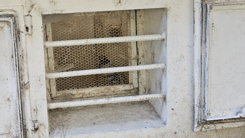 Отглеждат гълъби в мазе на жилищна сграда в столичен квартал