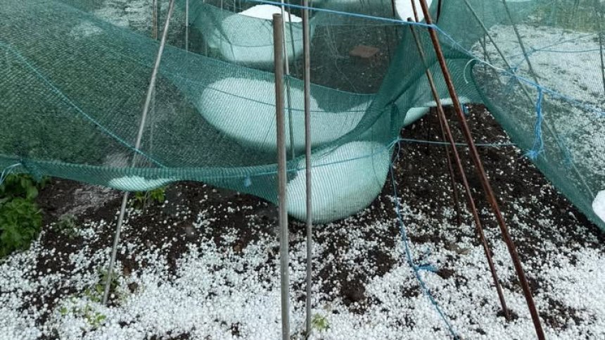 Пострадалите от градушката в Хлевене: Всичко по градините е леш (ВИДЕО)