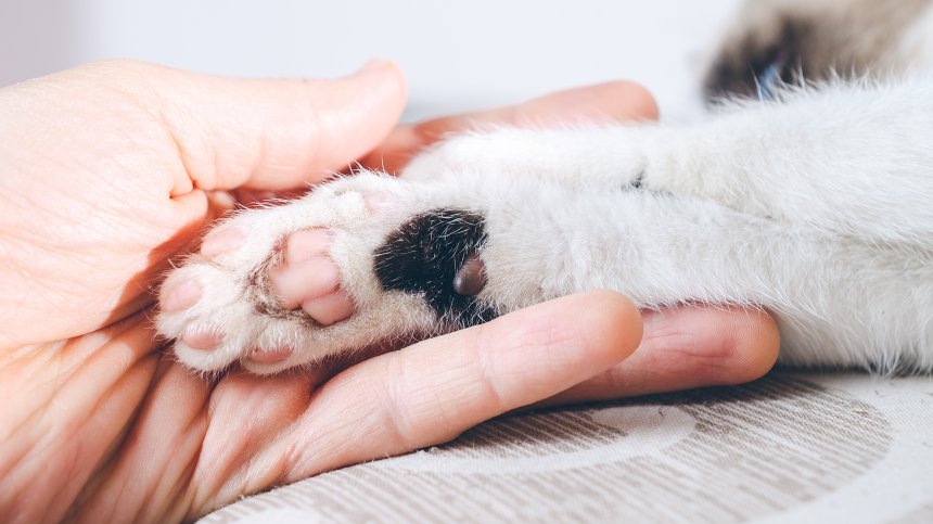 ЕС предлага забрана за продажба на кучета и котки в зоомагазини