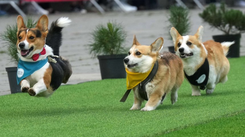 Хиляди се събраха за "Corgi Race 2025" (СНИМКИ)