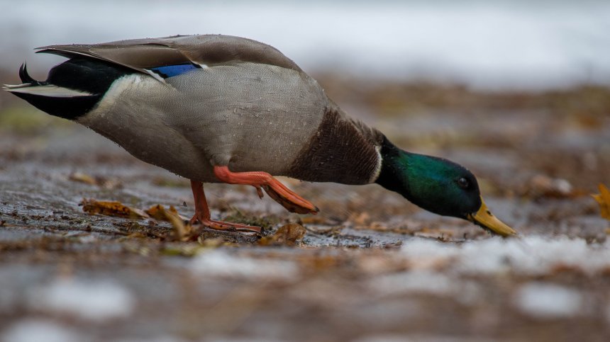 Времето днес: Дъжд, сняг и ниски температури за сезона