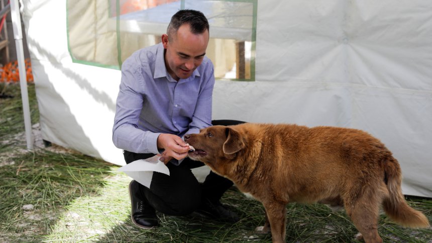 Почина най-възрастното куче в света - Боби, доживял рекордните 31 години