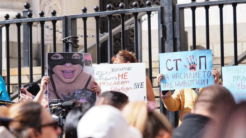 До 10 години затвор за жестокост към животни след зверствата в Перник