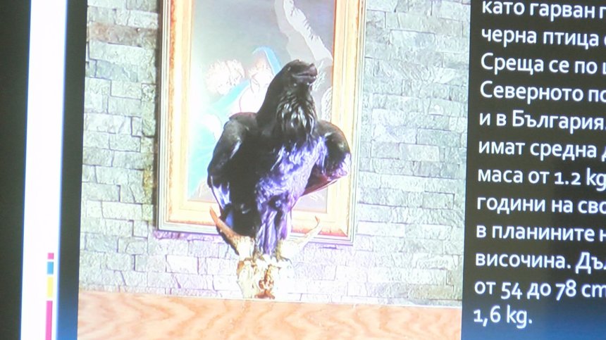 Акция в Плевенско: Откриха препарирана мечка, дива коза и жерав