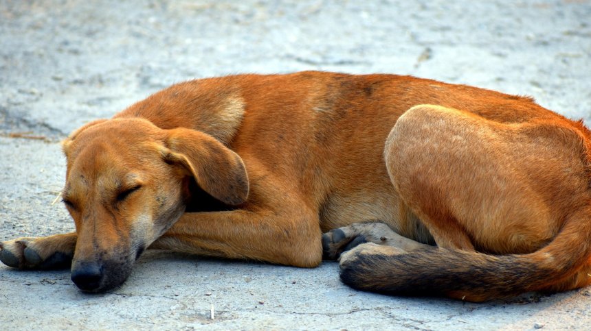 Куче ухапа мъж в Плевенско, за отмъщение го умъртвиха 