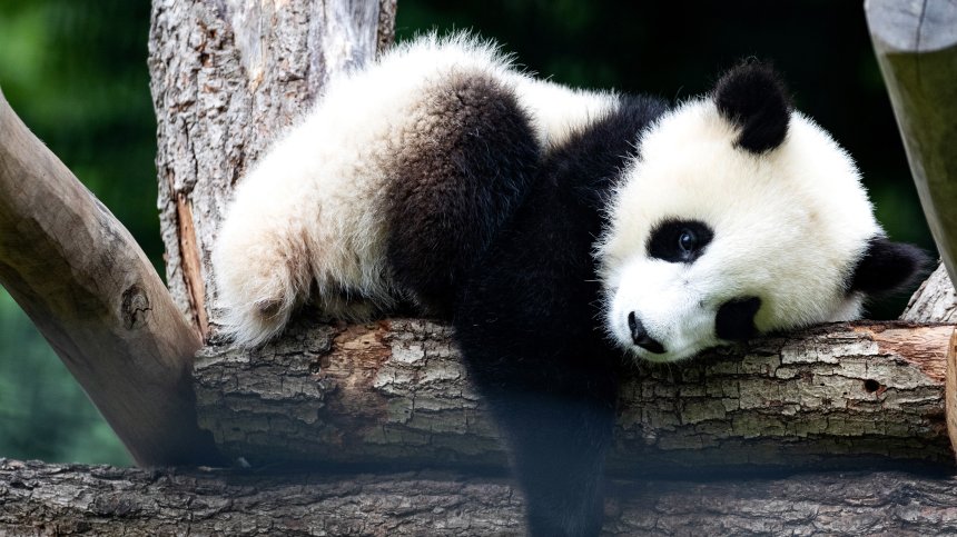 Бебе панда се роди в зоопарка във Вашингтон
