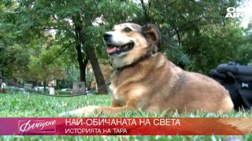 Историята на Тара - най - обичаната